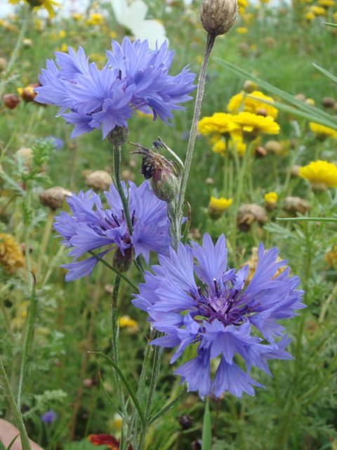 Centaurea cyanus fleur